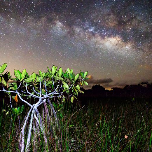 Everglades at Night