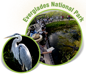 everglades graphic
